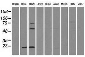 Image no. 1 for anti-CD4 (CD4) antibody (ABIN1497294) (CD4 抗体)