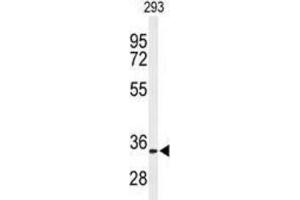 Western Blotting (WB) image for anti-Prohibitin 2 (PHB2) antibody (ABIN3003100) (Prohibitin 2 抗体)