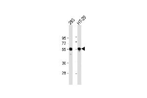 All lanes : Anti-TP53 Antibody (N-term) at 1:2000 dilution Lane 1: 293 whole cell lysate Lane 2: HT-29 whole cell lysate Lysates/proteins at 20 μg per lane. (p53 抗体  (N-Term))