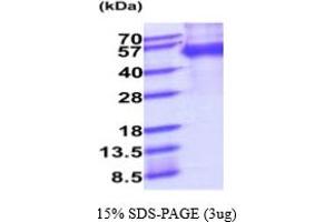 SDS-PAGE (SDS) image for Milk Fat Globule-EGF Factor 8 Protein (MFGE8) (AA 23-426) protein (His tag) (ABIN6387960) (MFGE8 Protein (AA 23-426) (His tag))