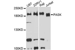 Western blot analysis of extracts of various cell lines, using PASK antibody. (PASK 抗体)