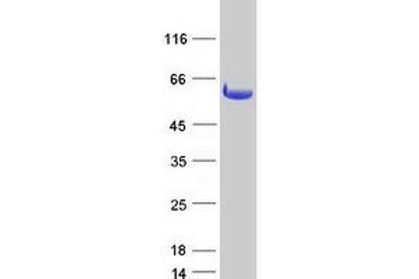 DDX19A Protein (Myc-DYKDDDDK Tag)