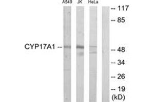 Western Blotting (WB) image for anti-Cytochrome P450, Family 17, Subfamily A, Polypeptide 1 (CYP17A1) (AA 221-270) antibody (ABIN2889934) (CYP17A1 抗体  (AA 221-270))