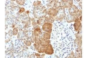IHC testing of FFPE human pancreas with VLDL Receptor antibody (clone VLDLR/1337). (VLDLR 抗体  (C-Term))