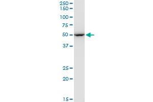 Western Blotting (WB) image for anti-Eukaryotic Translation Elongation Factor 1 gamma (EEF1G) (AA 1-437) antibody (ABIN560696)