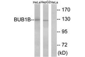 Western Blotting (WB) image for anti-Budding Uninhibited By Benzimidazoles 1 Homolog beta (Yeast) (BUB1B) (AA 341-390) antibody (ABIN2889335) (BUB1B 抗体  (AA 341-390))