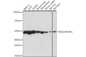 Western blot analysis of extracts of various cell lines, using EDG1/HEXIM1 Rabbit mAb (ABIN1682759, ABIN3018391, ABIN3018392 and ABIN7101606) at 1:1000 dilution. (S1PR1 抗体)