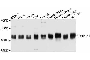 Western blot analysis of extracts of various cell lines, using DNAJA1 antibody (ABIN4903491) at 1:3000 dilution. (DNAJA1 抗体)