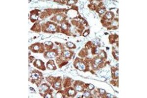 Image no. 2 for anti-Salt-Inducible Kinase 1 (SIK1) (C-Term) antibody (ABIN360572) (SIK1 抗体  (C-Term))