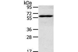 Western Blot analysis of TM4 cell using RORA Polyclonal Antibody at dilution of 1:400 (RORA 抗体)