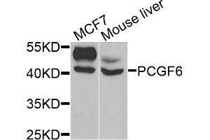 Western blot analysis of extracts of various cell lines, using PCGF6 antibody (ABIN5973382) at 1/1000 dilution. (PCGF6 抗体)