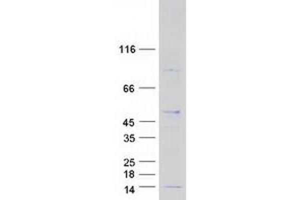 RPL38 Protein (Transcript Variant 2) (Myc-DYKDDDDK Tag)