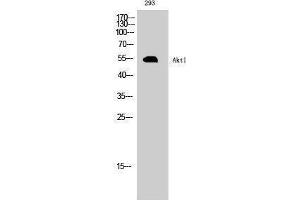 Western Blotting (WB) image for anti-V-Akt Murine Thymoma Viral Oncogene Homolog 1 (AKT1) (Ser136) antibody (ABIN3183240) (AKT1 抗体  (Ser136))