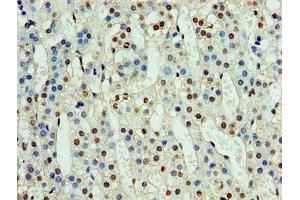 Immunohistochemistry of paraffin-embedded human adrenal gland tissue using ABIN7161152 at dilution of 1:100 (NPHP1 抗体  (AA 1-109))