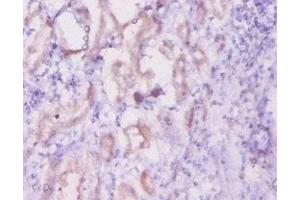 Immunohistochemistry of paraffin-embedded human kidney tissue using  at dilution of 1:20 (Inhibin alpha 抗体  (AA 233-366))