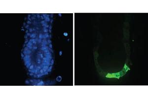 Immunofluorescence (IF) image for anti-Green Fluorescent Protein (GFP) antibody (ABIN100085)