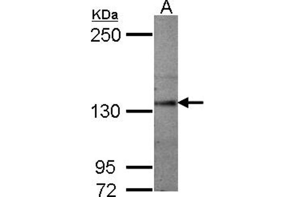 SEMA5A 抗体  (AA 700-1000)