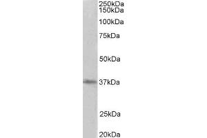 ABIN2564722 (2µg/ml) staining of HeLa lysate (35µg protein in RIPA buffer). (PRMT2 抗体  (Internal Region))