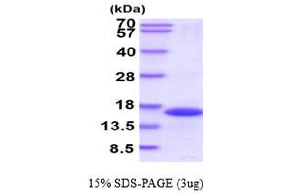 FKBP1B Protein (AA 1-108) (His tag)