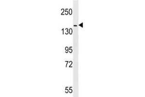 ERBB4 antibody western blot analysis in mouse NIH3T3 lysate (ERBB4 抗体  (AA 1141-1166))