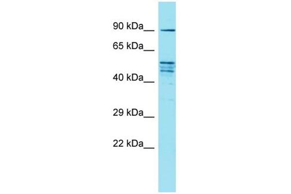 FAM171A2 抗体  (C-Term)