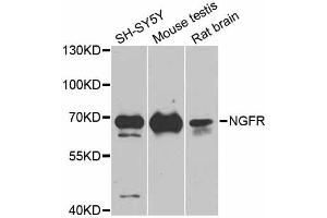Western blot analysis of extracts of various cell lines, using NGFR antibody. (NGFR 抗体)