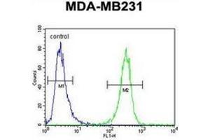 Flow cytometric analysis of MDA-MB231 cells using HFM1 Antibody (C-term) Cat. (HFM1 抗体  (C-Term))