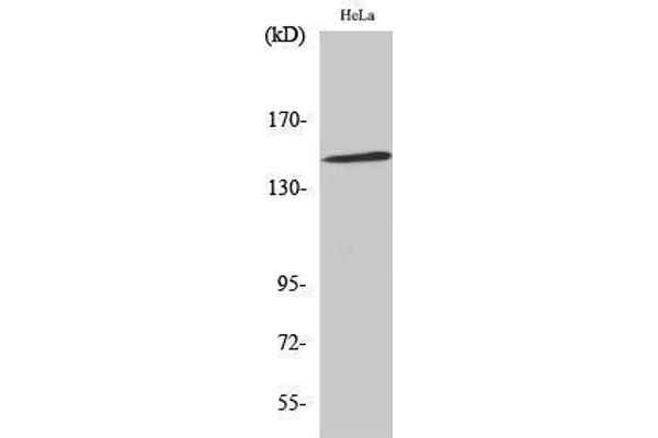 JIP3 抗体  (Internal Region)