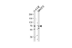 Western blot analysis of lysates from rat H-4-II-E, mouse NIH/3T3 cell line (from left to right), using HS Antibody (C-term) (ABIN1944844 and ABIN2839489). (Hsc70 抗体  (C-Term))