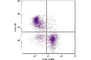 BALB/c mouse splenocytes were stained with Rat Anti-Mouse CD38-AF488. (CD38 抗体)