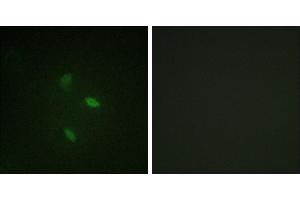 Peptide - +Immunofluorescence analysis of NIH/3T3 cells, using Cyclin(Ab-392) antibody. (Cyclin E2 抗体)