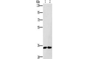 Western Blotting (WB) image for anti-Fas Apoptotic Inhibitory Molecule 2 (FAIM2) antibody (ABIN2430056) (FAIM2 抗体)