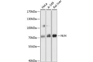 Western blot analysis of extracts of various cell lines, using NLN antibody  at 1:3000 dilution. (NLN 抗体  (AA 38-260))