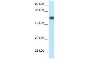 Western Blot showing Pik3r1 antibody used at a concentration of 1. (PIK3R1 抗体  (C-Term))