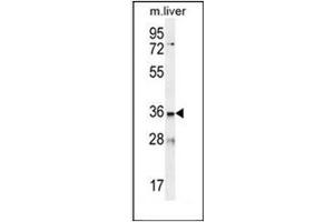 Western blot analysis of LDLRAD3 Antibody (C-term) in mouse liver tissue lysates (35ug/lane). (LDLRAD3 抗体  (C-Term))