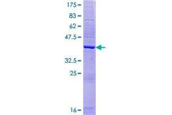 AHSA2 Protein (AA 1-137) (GST tag)