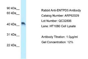 Western Blotting (WB) image for anti-Ectonucleoside Triphosphate diphosphohydrolase 5 (ENTPD5) (N-Term) antibody (ABIN970632) (ENTPD5 抗体  (N-Term))