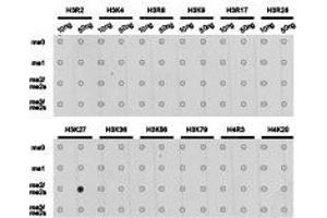 Western Blotting (WB) image for anti-Histone 3 (H3) (H3K27me2) antibody (ABIN1873001) (Histone 3 抗体  (H3K27me2))