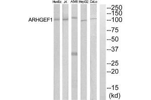 Western Blotting (WB) image for anti-rho Guanine Nucleotide Exchange Factor (GEF) 1 (ARHGEF1) (Internal Region) antibody (ABIN1852025) (ARHGEF1 抗体  (Internal Region))