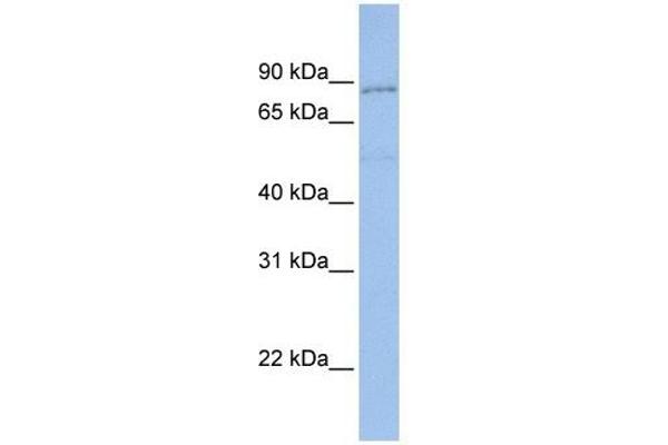 Protocadherin gamma Subfamily A, 4 (PCDHGA4) (N-Term) 抗体