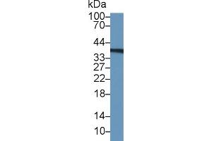 Western blot analysis of Human U2OS cell lysate, using Human TYMS Antibody (1 µg/ml) and HRP-conjugated Goat Anti-Rabbit antibody ( (TYMS 抗体  (AA 36-313))