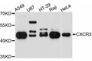 Western blot analysis of extracts of various cell lines, using CXCR3 antibody (ABIN4903412) at 1:3000 dilution. (CXCR3 抗体)