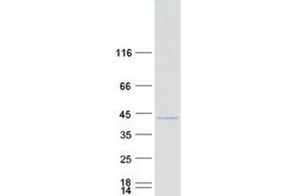 MEA1 Protein (Myc-DYKDDDDK Tag)