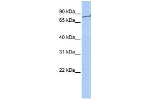 Western Blotting (WB) image for anti-Coagulation Factor II (thrombin) (F2) antibody (ABIN2458606) (Prothrombin 抗体)