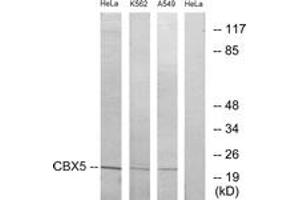 Western Blotting (WB) image for anti-Chromobox Homolog 5 (CBX5) (AA 41-90) antibody (ABIN2889482) (CBX5 抗体  (AA 41-90))