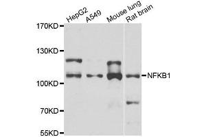 Western blot analysis of extracts of various cell lines, using NFKB1 antibody. (NFKB1 抗体)