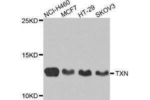 Western blot analysis of extracts of various cells, using TXN antibody. (TXN 抗体)