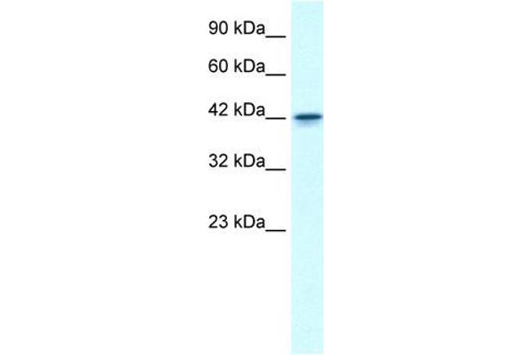 GFI1B 抗体  (N-Term)