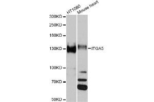 Western blot analysis of extracts of various cell lines, using ITGA5 antibody (ABIN5975405) at 1/1000 dilution. (ITGA5 抗体)
