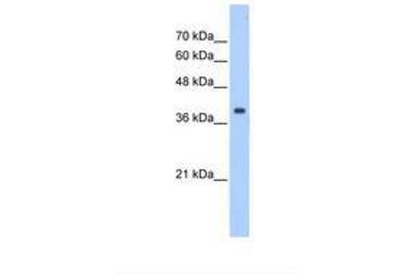 Eukaryotic Translation Initiation Factor 3, Subunit M (EIF3M) (N-Term) 抗体